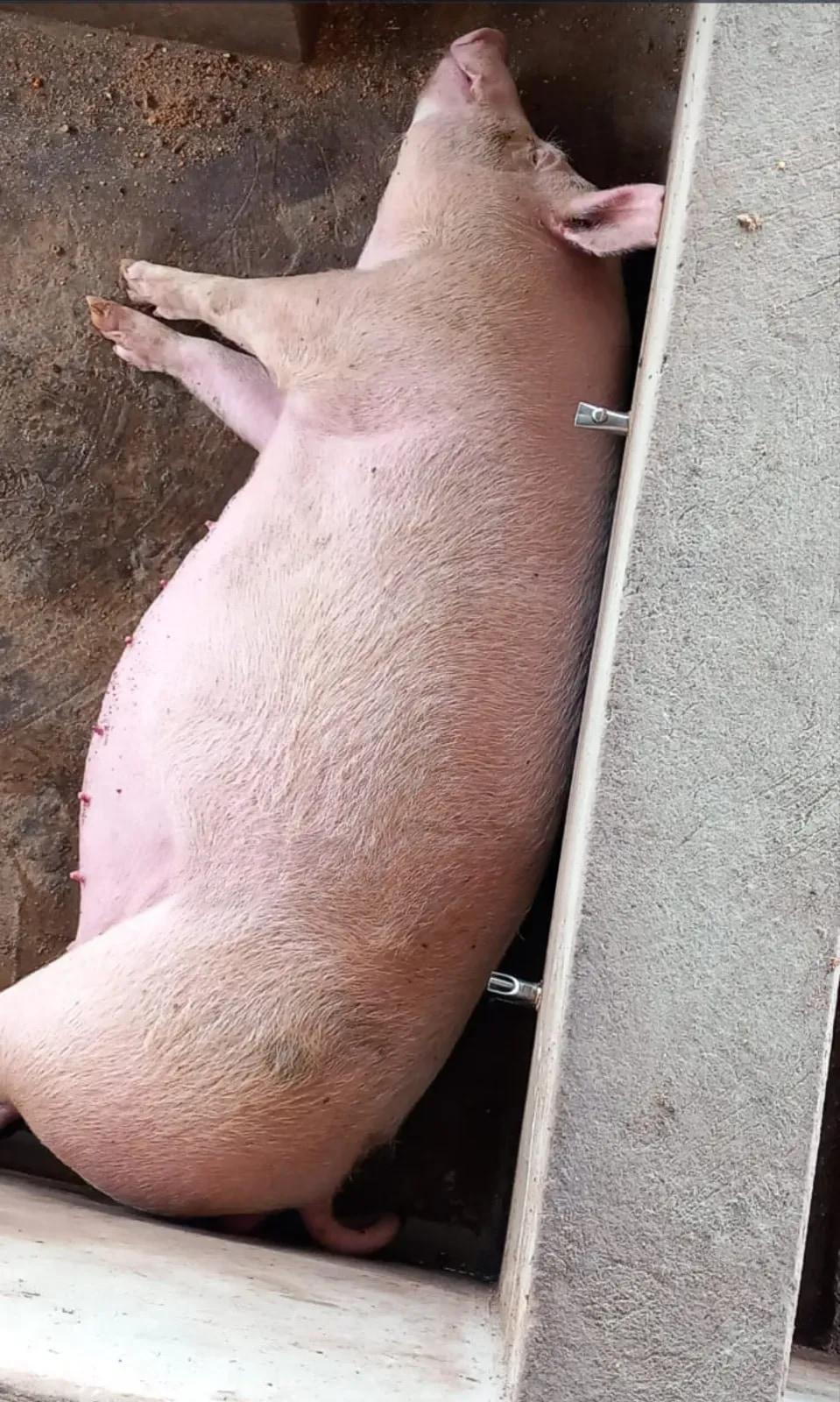 Pig Farm on 2 Plot of Land - Commercial in Eastern Region, Nsawam Adoagyiri Municipal - Sale