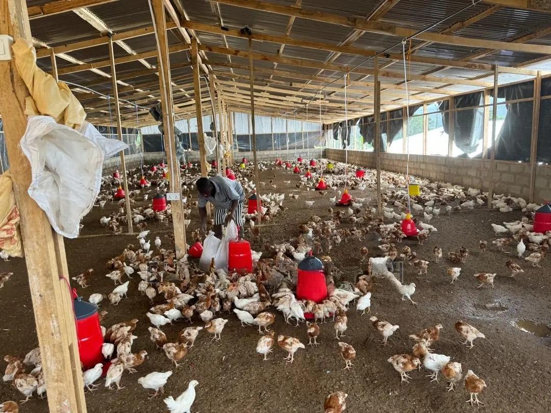 Chicken Farm for Sale + House at Nsawam - Commercial in Eastern Region, East Akim Municipal - Sale