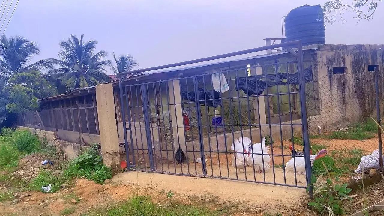 Poultry Farm Pens Available for Rent - Commercial in Greater Accra, Kasoa, Budumburam - Rent