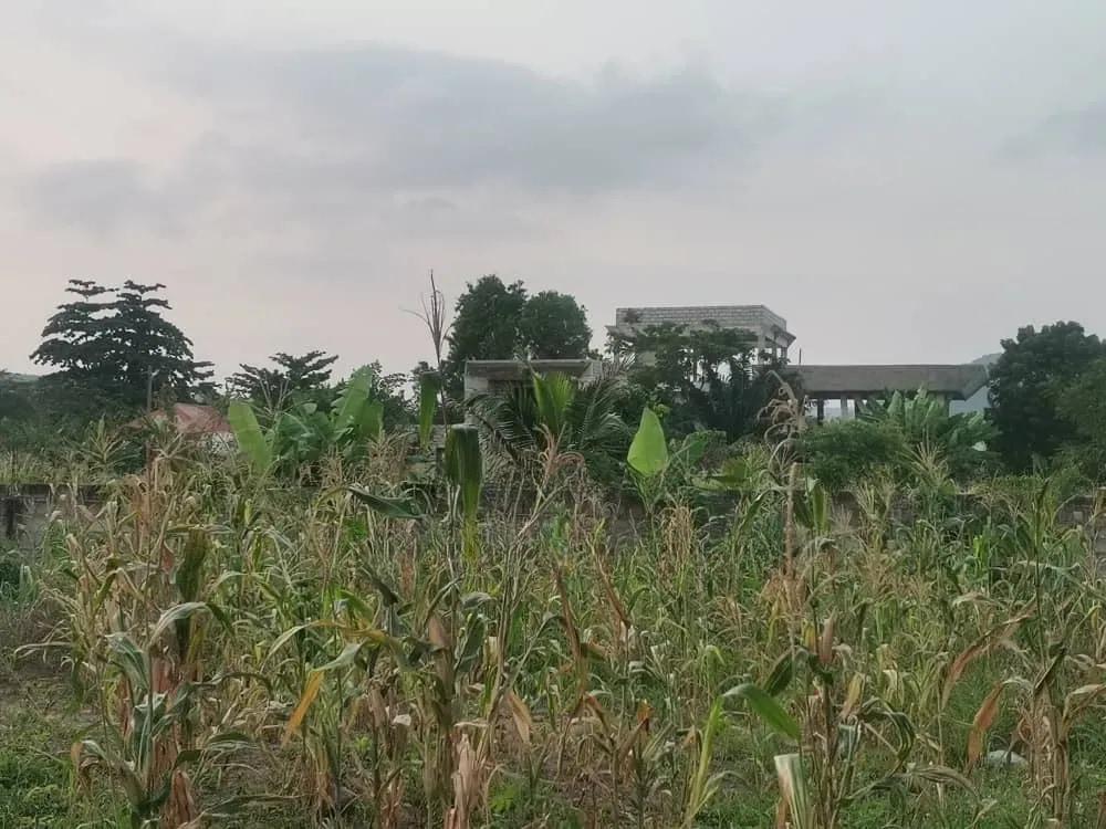 Over Ten(10) Building Plots for Sale at Green Valley - Land in Volta Region, Ho Municipal - Sale