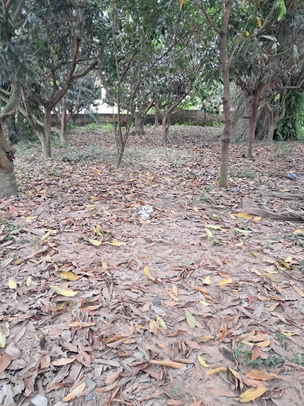 One and Half Plot of Title Land for Sale - Land in Greater Accra, Ga West Municipal, Amasaman - Sale