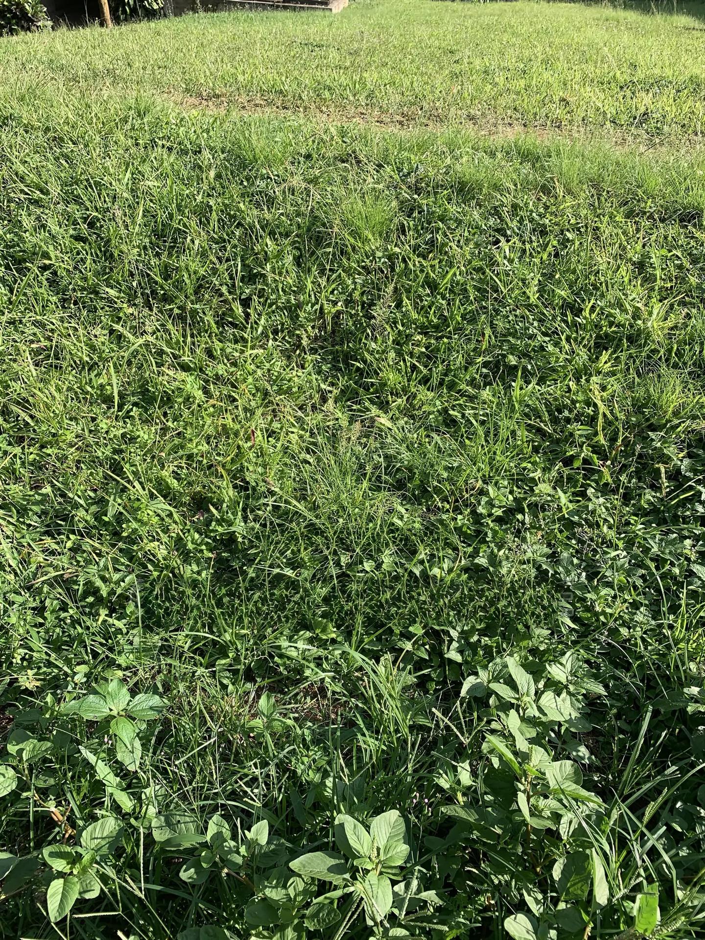 RANS REAL ESTATE |18 Acres | Land for Sale - Land in Eastern Region, Akuapim South - Sale