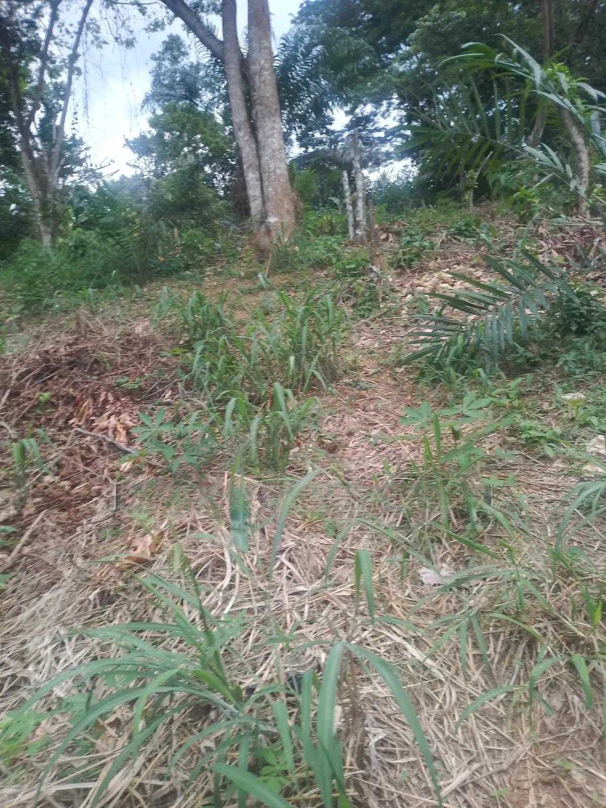 Cocoa Farm for Sale - Land in Eastern Region, Ayensuano - Sale