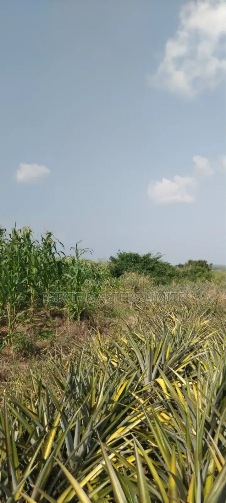 Serviced Plots of Lands for Sale - Land in Central Region, Gomoa East - Sale