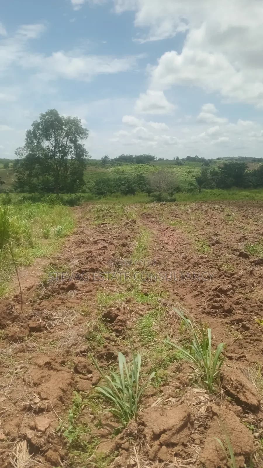 Alpha Land for Sale at Nsawam Ayibontey - Land in Eastern Region, Akuapim North - Sale