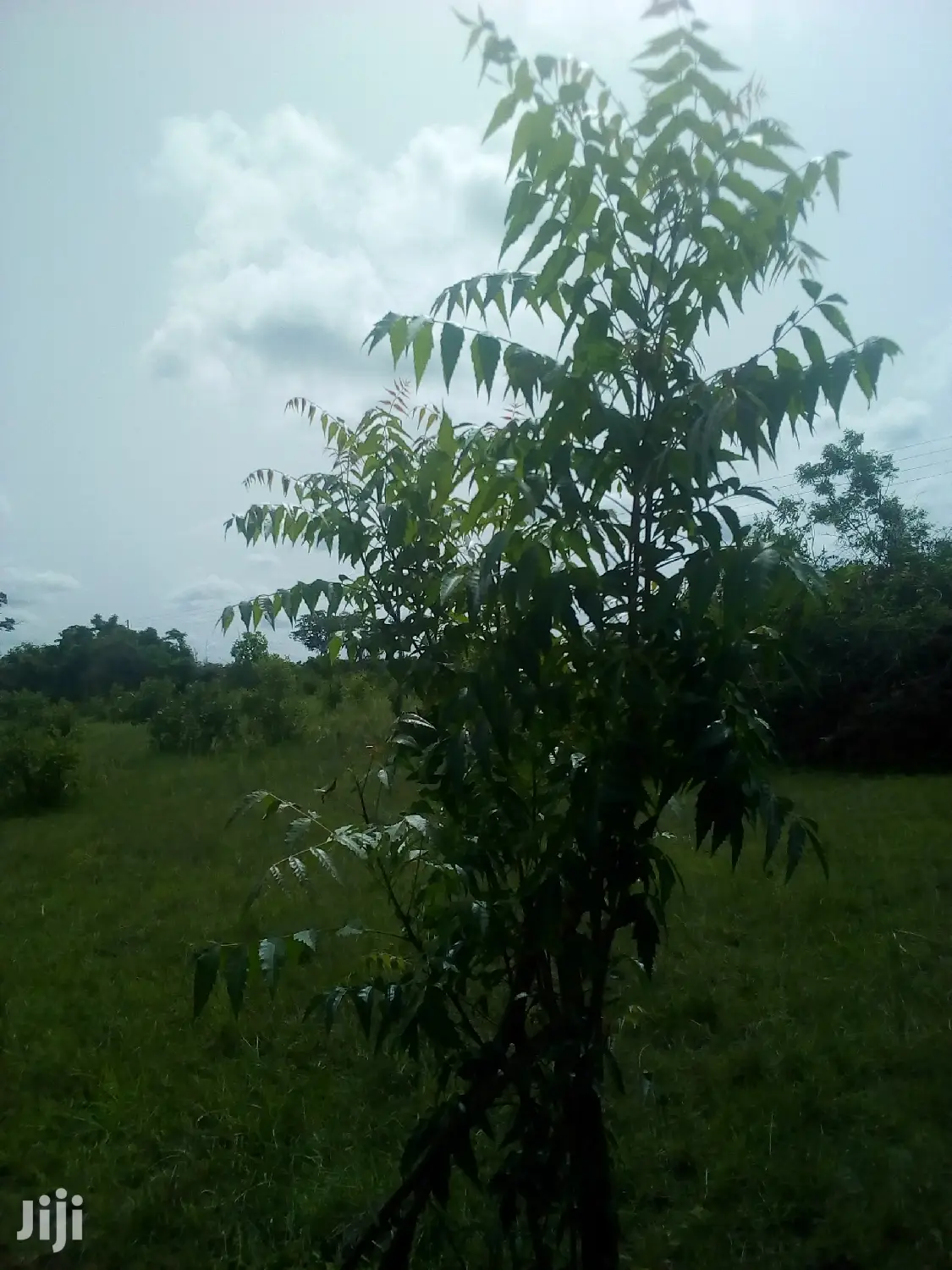 150 Acres of Land Farm Land - Land in Volta Region, Ho Municipal - Sale