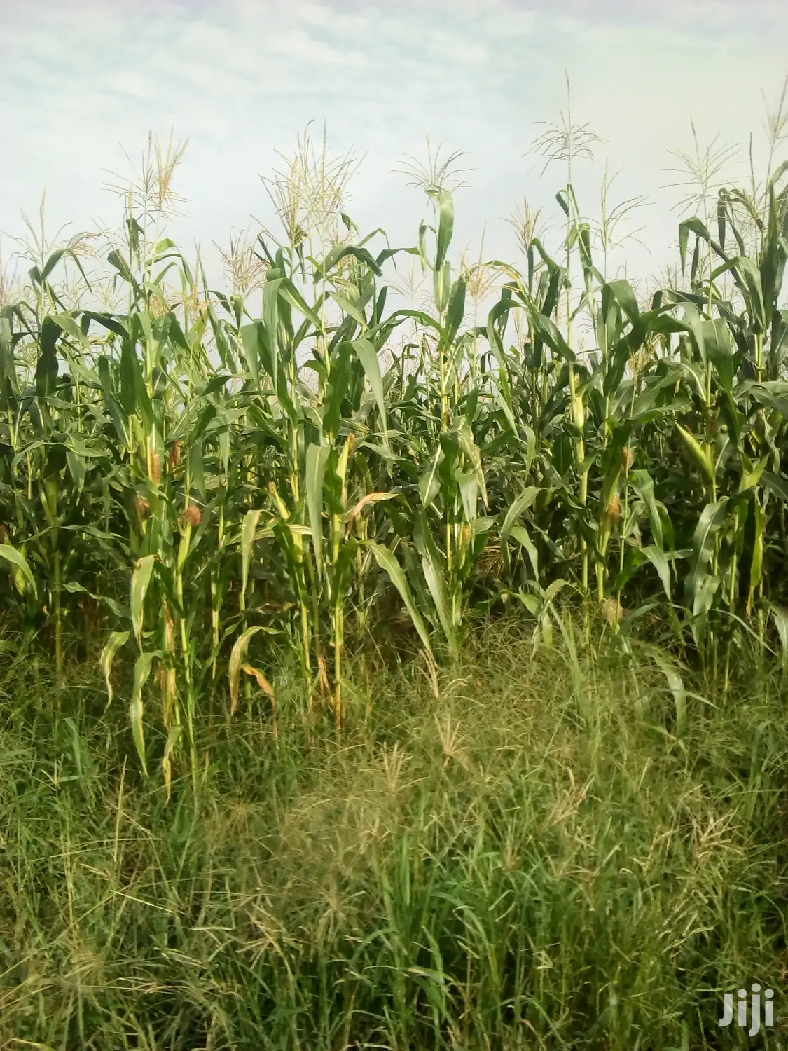 1000 Acres Available Farm Land For Sale - Land in Volta Region, Hohoe Municipal - Sale