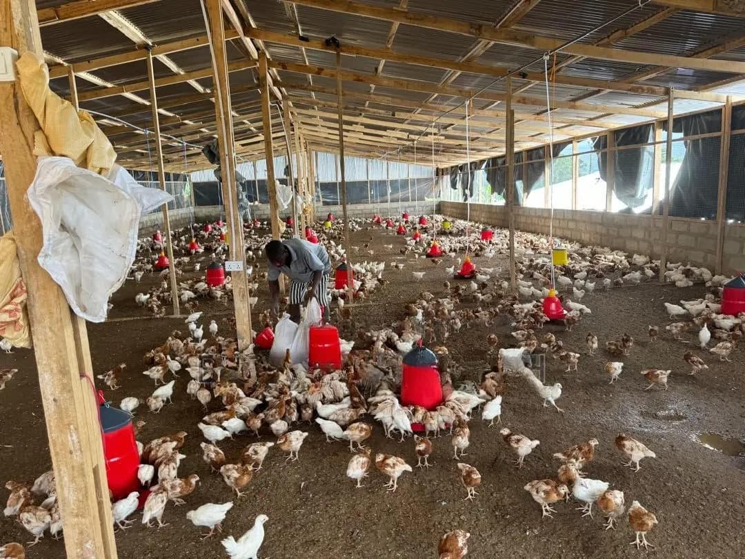 Chicken Farm for Sale + House at Nsawam - Commercial in Eastern Region, East Akim Municipal - Sale