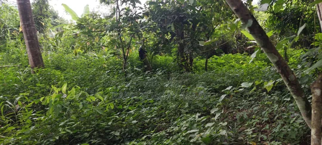 Farmland at Kwabere Kasaam for Sale - Land in Ashanti, Kwabre - Sale