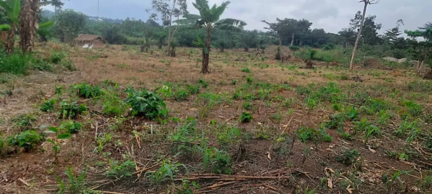 30 Plots of Land for Sale at Kwabere Kasaam With No Litigation - Land in Ashanti, Kwabre - Sale