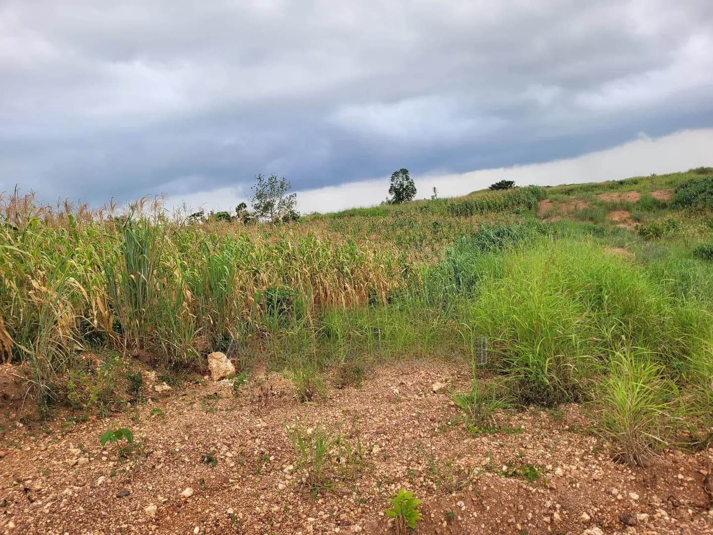 Plot of Land at Apemanim Kokoben - Land in Ashanti, Atwima Kwanwoma - Sale