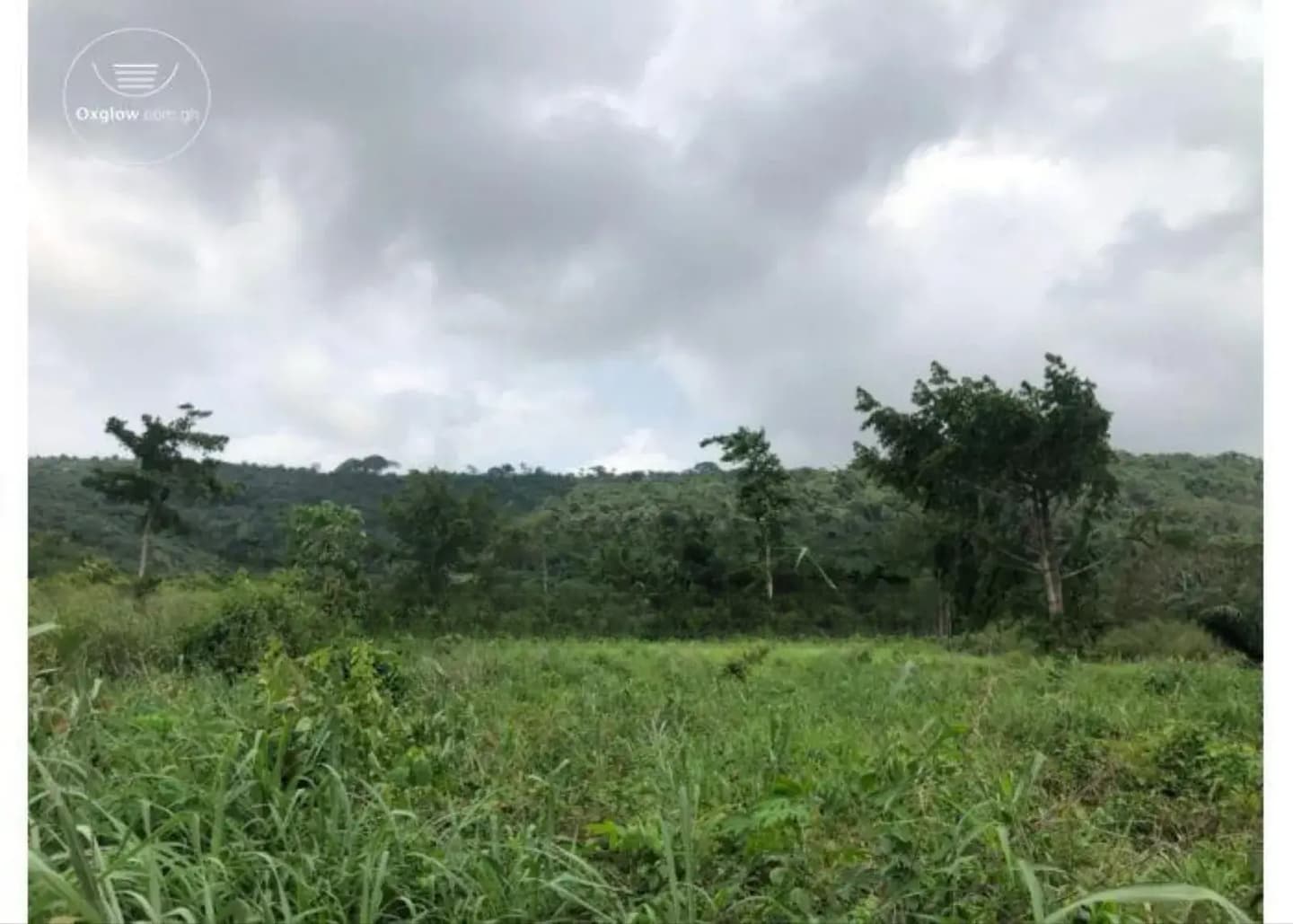 12,000 Acres Of Farmland For Sale At Asamankese. - Land in Eastern Region, East Akim Municipal - Sale