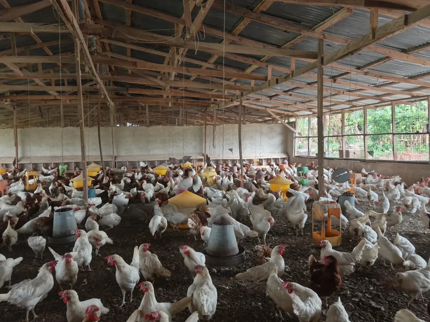 Poultry Farm for Sale at Kodie ( Near Kronum Afrancho) - Commercial in Ashanti, Kumasi Metropolitan - Sale