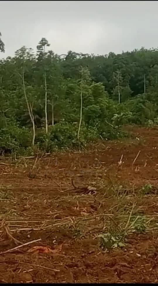 Asamankese Farmland for Sale. - Land in Eastern Region, East Akim Municipal - Sale