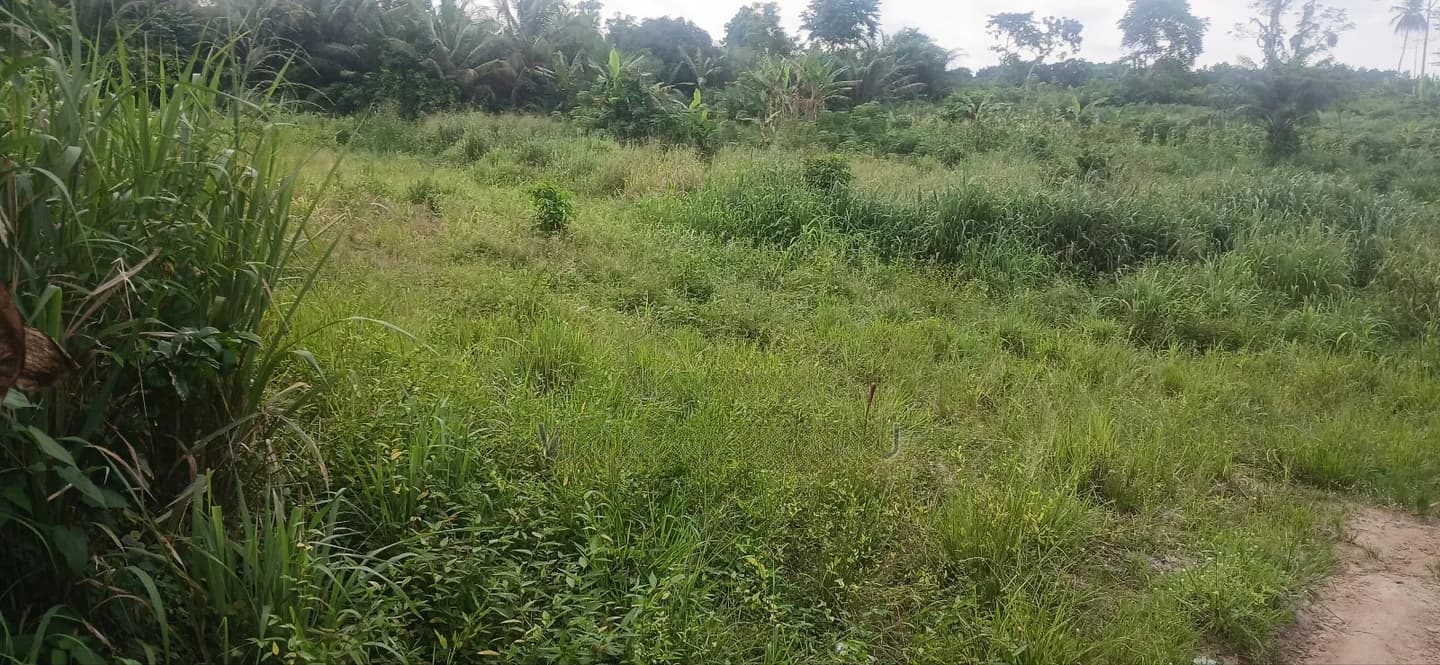 Land for Sale, Half Plot (45×65) - Land in Eastern Region, West Akim Municipal - Sale